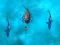 Joc Avoid the Sharks on-line