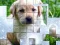 Joc PicPu Dog on-line