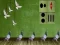 Joc Pigeon Escape 2 on-line