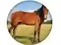 Joc Animal Quiz on-line