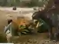 Joc Andy's Dinosaur Adventures on-line
