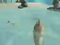 Joc Shark Simulator Beach Killer on-line