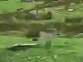 Joc Pigeons Hunting on-line