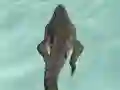 Joc Crocodile Simulator Beach Hunt on-line