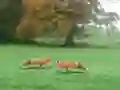 Joc Hunted Fox on-line