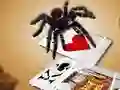 Joc Jumping Spider on-line
