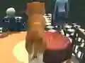 Joc Dog Simulator: Puppy Craft on-line