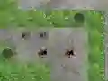 Joc Spider Tower Defence on-line