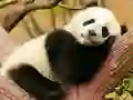 Joc Animal Differences on-line