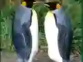 Joc Penguin Puzzle on-line