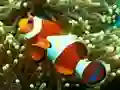 Joc Underwater Hidden Numbers on-line