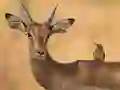 Joc Wild Deer Jigsaw on-line
