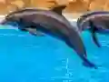 Joc Sea Dolphin Jigsaw on-line