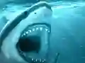 Joc Hungry Shark on-line