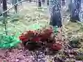 Joc Bernati Forest Adventure on-line