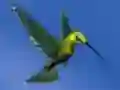 Joc Hummingbird House Escape on-line