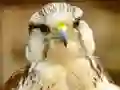 Joc Gyrfalcon Jigsaw on-line