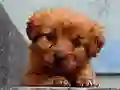 Joc Puppy Puzzle on-line