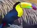 Joc Toucan Bird Jigsaw on-line