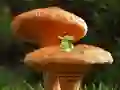 Joc Mushroom Plant Land Escape on-line