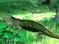 Joc Lizard Forest Escape on-line