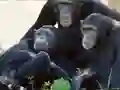 Joc Funny Chimpanzee Jungle Escape on-line