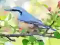 Joc Hidden Spots Birds on-line