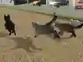 Joc Run Cat Cat Race on-line
