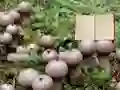 Joc Lycoperdon Mushroom Land Escape on-line
