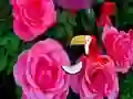 Joc Precious Rose Escape on-line