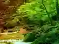 Joc Peaceful Rainbow Forest Escape on-line