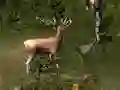 Joc Sniper Hunting Deadly Animal on-line