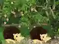 Joc Escape From Mango Farm on-line