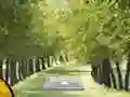 Joc Pair of Cat Escape on-line