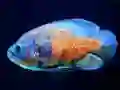 Joc Tiger Fish Jigsaw on-line