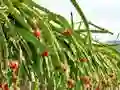Joc Dragon Fruit Animal Escape on-line