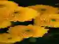 Joc Chrysanthemums Jigsaw on-line
