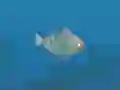Joc Fish Companions on-line