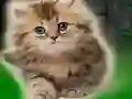 Joc Couple Kitten Escape on-line