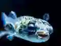 Joc Puffer Fish Jigsaw on-line