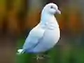 Joc Realistic Pigeon Rescue on-line