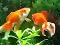 Joc Blue Fish Escape on-line