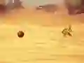 Joc Monkey Shooting on-line
