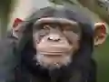 Joc Chimpanzee Jigsaw on-line