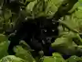 Joc Escape from Black Panther Forest on-line