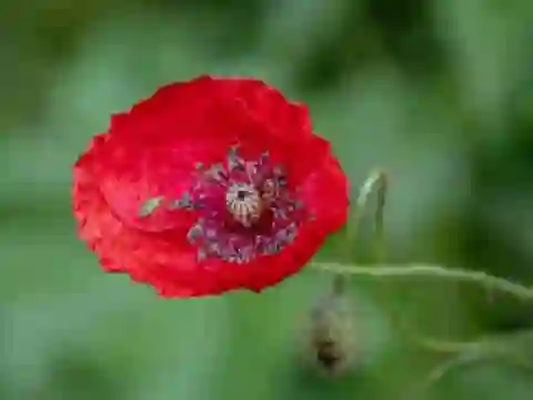 Joc Poppy Nature Flower Jigsaw on-line