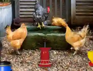 Joc Poultry Farm Easter Escape on-line