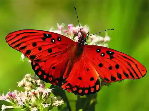 Joc Nature Jigsaw Puzzle Butterfly on-line