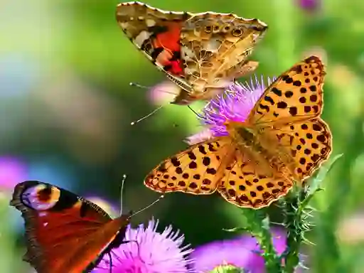 Joc Butterfly Slide on-line