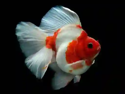 Joc Gold Fish Jigsaw Puzzle on-line